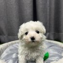 하이바이 분양소 이미지