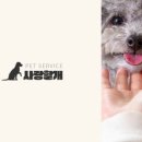 개미용중 이미지
