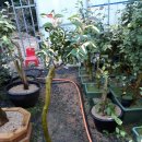 동백농원 이미지