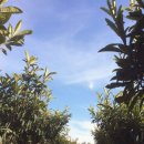 김영덕농장 이미지