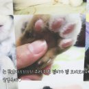 제이케이에코인테리어 | [반려동물박람회] 국제 캣산업박람회 두번째날 후기.