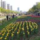 지난 주말--안산 튜울립 축제에 찍은 사진 이미지