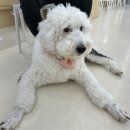 오늘도 힘차개 | 인천 청라 소형견/대형견 애견카페 오늘도 힘차개 n번째 후기