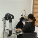 펫글뷰티 이미지