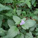 풍도공중화장실 이미지