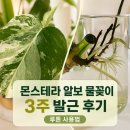 안의농약사 | 몬스테라 알보 물꽂이 3주 발근 후기와 루톤 사용법