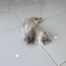 (유)여천위생공사 | [치앙마이 1일차] 혼자 여행한다는 것은 누군가의 발걸음에 맞추지 않아도 된다는 것