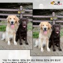 쏘스윗펫 이미지