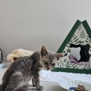 겨울나는나비동물병원 이미지