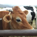 황소목장 이미지