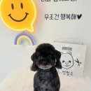 수멍발소 이미지