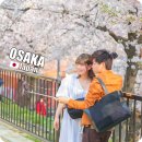 황금내공원앞길 | 일본 오사카 교토 벚꽃 개화시기 명소 일본벚꽃여행