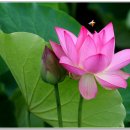 연꽃테마파크 이미지