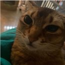 오리야오리 이미지