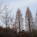 메타세쿼이아 Metasequoia glyptostroboides Hu &amp; W. C. Cheng 이미지