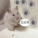 S-003 | [호주•퍼스] 인생투어 - 퍼스 피나클스 사막 투어 솔직후기🏜️🏜️_#003