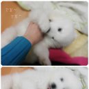 사미아 이미지