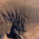 고목나무 이미지