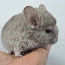 펫엔글라이더 대전점 이미지