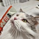 포캣 | 닥터팰리스 미야옹철 포캣츄 고양이 저염 츄르 후기