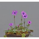 피기피기 이미지