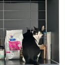 하일동물병원 | 고양이 단순 장염, 똥스키 원인 찾기