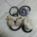 안나앤폴 이미지