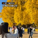 원주 반계리 은행나무 주차 cctv 실시간 보는 방법 먹거리 등 주말 방문 후기(11.15.기준)