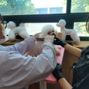 포항애견 이미지