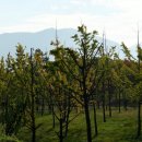 나무고아원 이미지