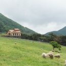 무등산양떼목장 이미지