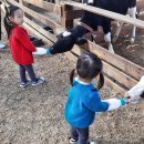 대관령 농장 이미지