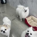 그녀의펫살롱 이미지