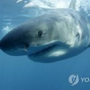 상어식당 이미지
