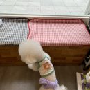 아델 동물병원 | 섭이의 강아지 화동 체험기 (결혼식 화동/강아지 턱시도/화동풍선/화동헬륨풍선)