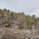 펠리시티2차 | [목포] 무한리필 편백찜, 샤브샤브 맛집 편편집 목포남악점