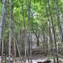 오서산자연휴양림 이미지