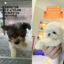 달강아지 이미지