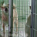 24시 서울YES동물병원 이미지