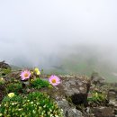 나라꽃 미니정원 이미지