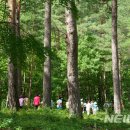 소나무숲 이미지