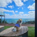 사방집쉼터 | 포항 사방기념공원 가을 애견동반 산책하기 좋은 코스 추천