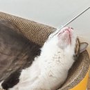 우다다 | [냥템] 9키로 뚱냥이도 편한 내돈내산 우다다맨숀 자이언트 바구니 스크래쳐 3개월 후기