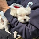 울랄라클린 | [내돈내산] 연천 애견동반 캠핑장 추천 여우별 캠핑장 소개