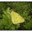 노랑나비 이미지