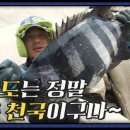 돌돔천국