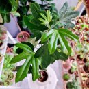 황칠나무집 이미지