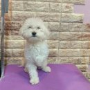 보미 펫 살롱 이미지