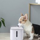 챠밍애견 이미지