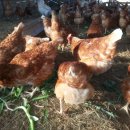 키다리농장 이미지